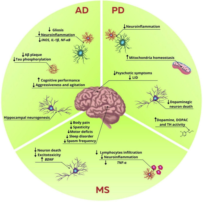 Influence of endocannabinoid system modulation in neurodegenerative diseases disturbances. In AD, ECS modulation reduces Aβ plaques and tau phosphorylation. It was also observed a decrease in gliosis and neuroinflammation, marked by the reduction in proinflammatory markers, such as iNOS, IL-1β, and NF-κB. Hippocampal neurogenesis was also observed. There is an increase in the cognitive performance and decrease of agitation and aggressiveness in patients. In PD, studies showed a decrease in neuroinflammation and in dopaminergic neuron death, while enhancing the levels of dopamine, DOPAC and TH activity. It was also observed an increase in mitochondrial homeostasis, and decrease of neuroinflammation. Behavior improvements are reduction in psychotic symptoms and LID. In MS excitotoxicity and neuron death are decreased, while there is an increase in BDNF levels. Neuroinflammation is also decreased with the reduction in lymphocytes infiltration and release of proinflammatory cytokines, such as TNF-α. There are several benefits regarding secondary symptoms, such as decrease in body pain, motor deficits, spasticity, sleep disorder, and spasms frequency, thus collaborating in the improvement of the patients’ life quality.
