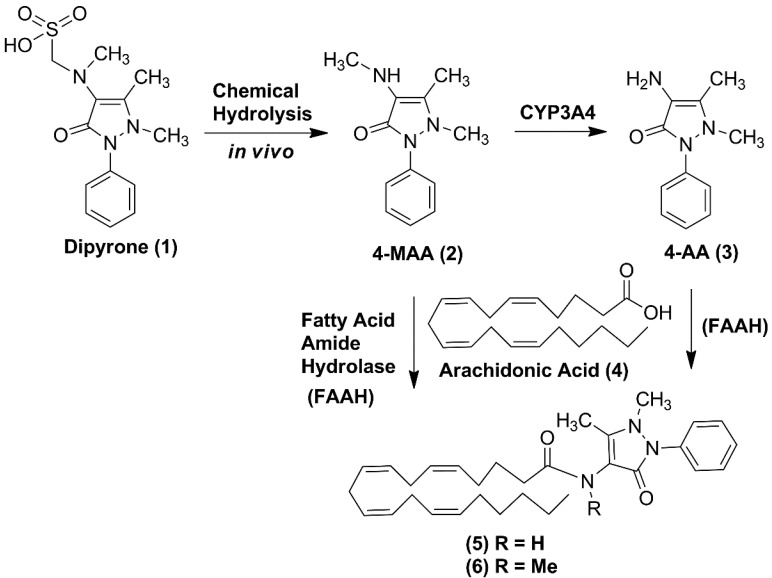 Dipyrone (1) and its active metabolites 4-methylaminoantipyrine (4-MAA, 2) and 4-aminoantipyrine (4-AA, 3) with their corresponding arachidonyl-pyrazolamides (5) and (6), respectively.