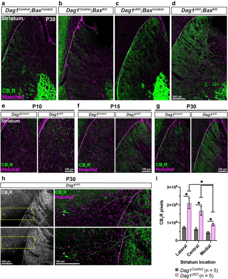 CCK+ interneurons inappropriately innervate the striatum of Dag1cKO mice. (a-d) Immunostaining for CB1R (green) and Hoechst (magenta) shows minimal CB1R innervation in the striatum of P30 (a) Dag1Control;BaxControl and (B) Dag1Control;BaxKO mice. Striatal innervation by CB1R+ axons is abnormally increased in (c) Dag1cKO;BaxControl and (d) Dag1cKO;BaxKO mice. (e-g) Immunostaining for CB1R (green) and Hoechst (magenta) in the striatum of Dag1Control and Dag1cKO mice at P10 (e), P15 (f), and P30 (g), showing that the inappropriate CB1R innervation in the striatum of Dag1cKO mice increases gradually between P10-P30. (h) Low magnification images (10X) of CB1R+ cell bodies and their axons (Left panels, gray) near the cortico-striatal boundary from two separate Dag1cKO mice at P30. Yellow boxed regions (right panels) show high magnification (20X) images of individual CB1R+ cell bodies (arrowheads, green) and their axons projecting from the cortex into the striatum. White dotted lines (a-h) indicate the approximate boundary between the cortex and striatum. (i) Quantification of CB1R pixels in the caudal striatum from P30 Dag1Control (black bars) and Dag1cKO (pink bars) mice shows increased CB1R staining in Dag1cKO (*P < 0.05, unpaired two-tailed Student’s t-test; n = 5 mice/genotype). Data are presented as mean values ± s.e.m.