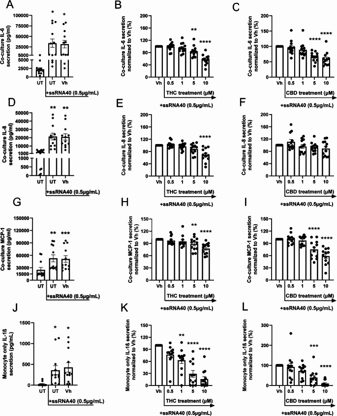 THC and CBD inhibit CD16+ monocyte-mediated IL-6, IL-8, and MCP-1 secretion from astrocytes in TLR8-activated human cocultures. (A-I) Primary human CD16+ monocytes were cocultured with primary human astrocytes in a 1:20 ratio. (J-L) Monocytes were monocultured in parallel at the same density as conducted in coculture conditions. (A, D, G, J) Cocultures and monoculture were either untreated (UT), activated with ssRNA40 (0.5 µg/mL), or activated with ssRNA40 in combination with vehicle (0.03% ethanol; Vh). Following a 22 hour incubation, supernatant IL-6, IL-8, MCP-1, and IL-1ß were quantified ELISAmax™. These graphs represent the unnormalized concentrations of each mediator. Asterisks denote statistically significant differences from the unstimulated control in each group (*p < 0.05, **p < 0.01, ***p< 0.001) as determined by repeated measures one-way ANOVA with Tukey's post hoc test. (B, C, E, F, H, I, K, L) Cocultures and monocultures were activated with ssRNA40 and treated with Vh, THC, or CBD (0.5, 1, 5, 10 µM). Cells were cultured for 22 hours, then supernatant IL-6, IL-8, MCP-1, and IL-1ß were quantified by ELISAmax™. After cytokine quantification, values were normalized to the Vh-treated control and expressed as a percentage. Asterisks denote statistically significant differences from the Vh control in each group (**p < 0.01, ***p < 0.001, ****p < 0.0001) as determined by repeated measures one-way ANOVA with Dunnett's post hoc test. All graphs show mean ± S.E.M. (A-L). (n = 12 monocyte donors, n = 2 astrocyte donors)