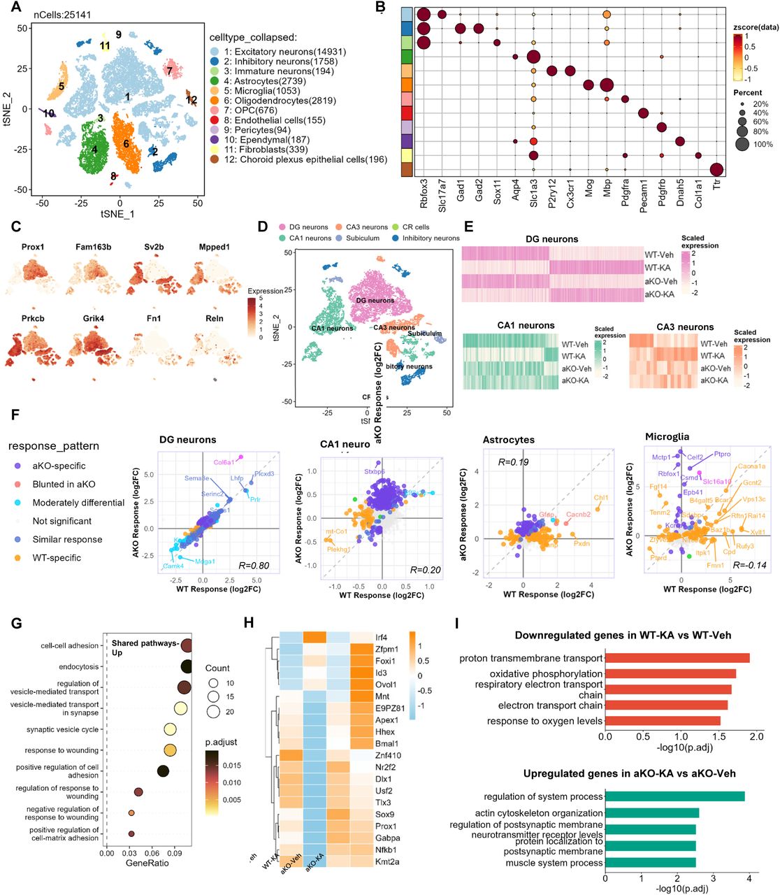 Single-nucleus RNA sequencing reveals distinct cell type-specific transcriptional responses to KA in aKO mice. (A) t-Distributed Stochastic Neighbor Embedding (t-SNE) visualization of nuclei isolated from the hippocampus, clustered into 12 distinct cell types. (B) Dot plot showing the expression of canonical marker genes used to identify major cell types. Dot size represents the percentage of cells expressing the gene, and color intensity represents the average expression level. (C) Feature plots displaying the expression of specific marker genes used to define neuronal subpopulations. (D) t-SNE plot showing the sub-clustering of neuronal populations into Dentate Gyrus (DG) granular cells, CA1 pyramidal neurons, CA3 pyramidal neurons, Subiculum, Inhibitory neurons, and Cajal-Retzius cells. (E) Heatmaps showing the relative expression of differentially expressed genes (DEGs) across experimental groups (WT-Veh, WT-KA, aKO-Veh, aKO-KA) in DG granular cells, CA1 pyramidal neurons, CA3 pyramidal neurons. (F) Scatter plots comparing the transcriptional response to KA (log2 Fold Change) between WT (x-axis) and aKO (y-axis) mice in DG granular cells, CA1 pyramidal neurons, astrocytes, and microglia. Points are colored based on their response pattern. Pearson correlation coefficients (R) are indicated for each cell type. (G) Gene Ontology (GO) enrichment analysis of pathways significantly upregulated in DG in both WT and aKO mice (Shared pathways Up) following KA treatment. Dot size indicates gene counts; Pathways represent adjusted p-value.(H) Heatmap displaying the expression of key transcription factors across the four experimental groups. (I) Bar charts showing significant GO terms for pathways downregulated in WT-KA mice and pathways upregulated in aKO-KA mice. The x-axis represents -log10 (adjusted p-value).