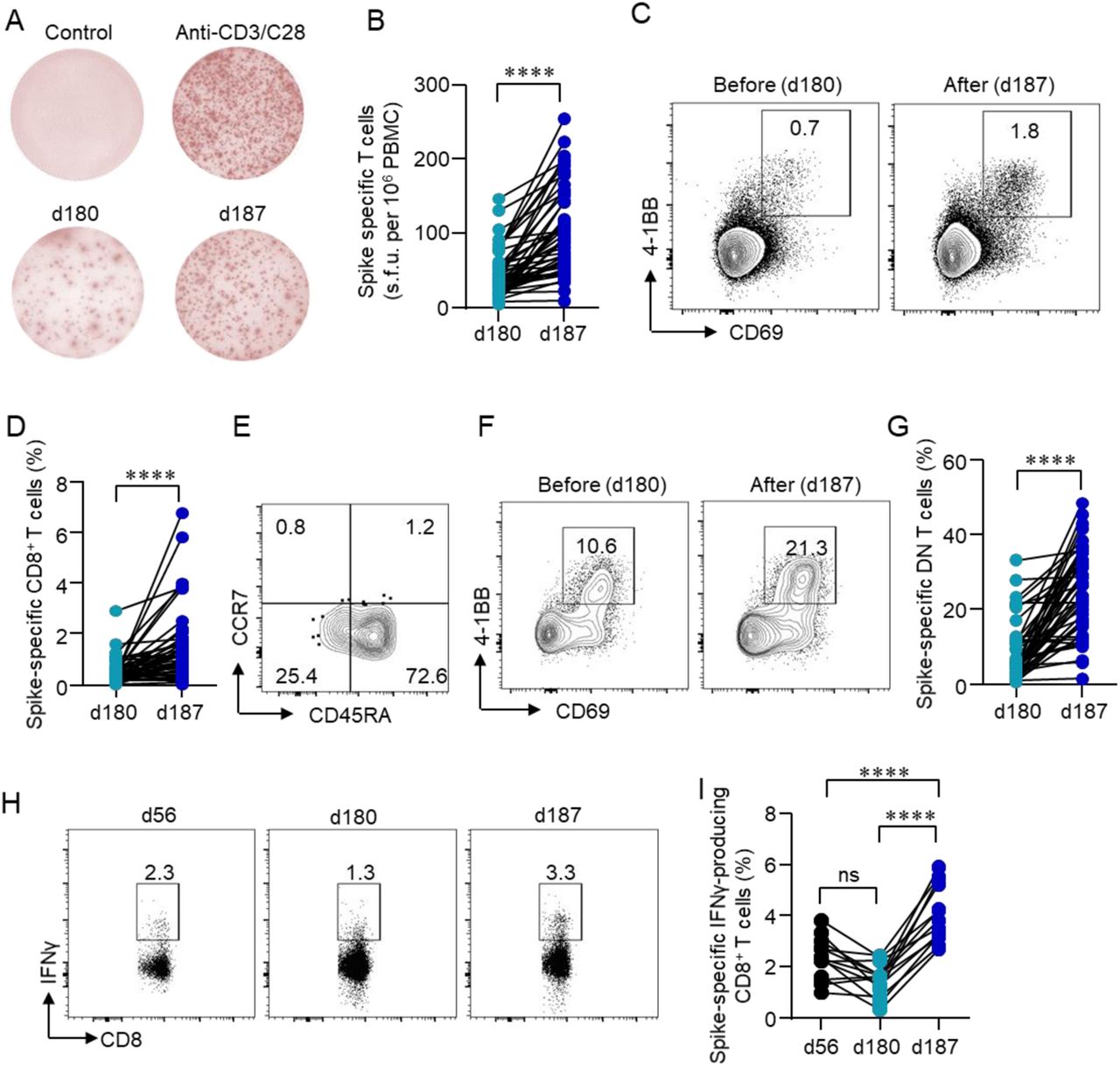 Cellular responses induced by a third dose of inactivated SARS-CoV-2 vaccine.(A) PBMCs were stimulated with or without the spike peptide pool (2 μg/ml). Anti-CD3/CD28 dynabeads served as positive control. IFNγ producing T cells were detected by ELISpot after 24 h incubation. Representative images of ELISpot wells were shown. (B) The number of IFNγ-producing T cells was quantified as the spot-forming units (s.f.u.) per 106 PBMCs. (C-G) PBMCs were stimulated with spike peptide pool (2 μg/ml) for 12 h. Activation-induced markers (AIM) CD69 and 4-1BB were measured by flow cytometry. (C) Representative FACS plots showing the SARS-CoV-2-specific AIM+ CD8+ T cells. (D) Percentages of AIM+ CD8+ T cells were summarized. (E) TN (CD45RA+CCR7+), TEM (CD45RA−CCR7−), TCM (CD45RA−CCR7+), TERMA (CD45RA+CCR7−) populations in AIM+ CD8+ T cells. (F, G) SARS-CoV-2-specific CD3+CD4−CD8− (DN) T cells were identified by CD69 and 4-1BB after spike peptide pool stimulation. (H, I) Intracellular cytokine staining assays were performed to confirm the presence of SARS-CoV-2-specific CD8+ T cells in PBMCs by measuring intracellular IFNγ expression after peptide pool stimulation. Comparisons were done by Student’s paired-T test in panels B, D and G and one-way ANOVA corrected for multiple comparison in panel I. ****p<0.0001; ns, not significant.