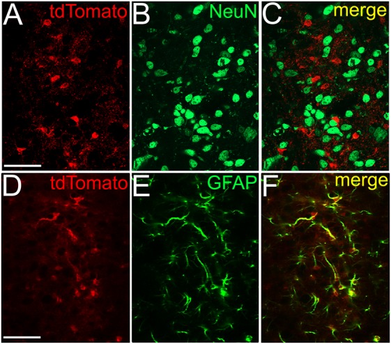NeuN immunopositivity never, GFAP immunopositivity strongly overlaps with GFAP-dependent tdTomato expression. (A) GFAP-dependent tdTomato expression in the PPN. (B) NeuN immunopositivity in the region of the same area. (C) Merged image. (D–F) Colocalization of GFAP-dependent tdTomato expression (D) and GFAP-immunopositivity (E) with the same arrangement as on panels (A–C). All images are single 1 μm thick Z stacks. Scale bar = 50 μm.