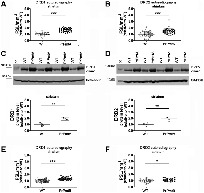 Autoradiography and immunoblot reveal elevated striatal DRD1A and DRD2 levels.Increased levels of DRD1A in lines PrPmtA (A; 1.63-fold; p<0.0001; 3 mice/genotype; slices: WT n = 39, PrPmtA n = 38) and PrPmtB (E; 1.34-fold; p<0.0001; 2 mice/genotype; slices: WT n = 44, PrPmtA n = 40), as well as increased levels of DRD2 in lines PrPmtA (B; 1.48-fold; p<0.0001; 3 mice/genotype; slices: WT n = 35, PrPmtA n = 36) and PrPmtB (F; 1.13-fold; p<0.034; 2 mice/genotype; slices: WT n = 30, PrPmtA n = 25) were observed at old age. Independent data validation was successful in immunoblot experiments employing striatal protein extracts of old PrPmtA mice for DRD1A (C; 1.88-fold; p = 0.001; WT n = 4, PrPmtA n = 4) and DRD2 (D; 1.92-fold; p = 0.004; WT n = 4, PrPmtA n = 4) normalized to the beta-actin/GAPDH loading control, while the elevation did not reach significance for PrPmtB derived samples (data not shown). Student's t-test was employed for all statistical analyses. PSL = photo-stimulated luminescence; pc = positive control (mouse brain extract/#sc-2253, Santa Cruz Biotechnology). Statistical significance is reflected via asterisks (* p<0.05; ** p<0.01; *** p<0.001).