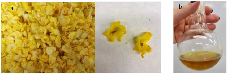Mullein flowers (Verbascum nigrum L.) (a) and flower extract (b).