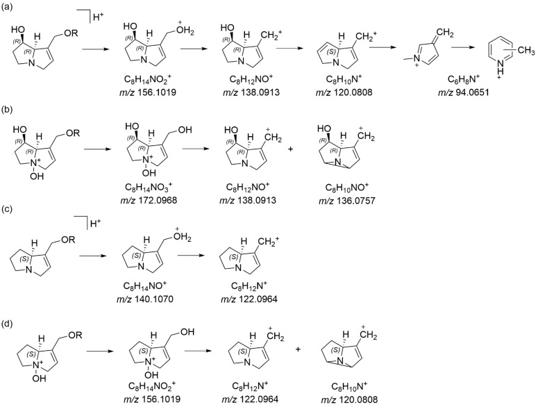 Fragments typical of (a) retronecine (and heliotridine (12), structures not shown) monoesters, (b) retronecine N-oxide (and heliotridine N-oxide, structures not shown) monoesters, (c) supinidine esters and (d) supinidine N-oxide esters (R = necic acid) [21,28,29], with fragment masses observed via Orbitrap HRAM spectrometry in the current study.