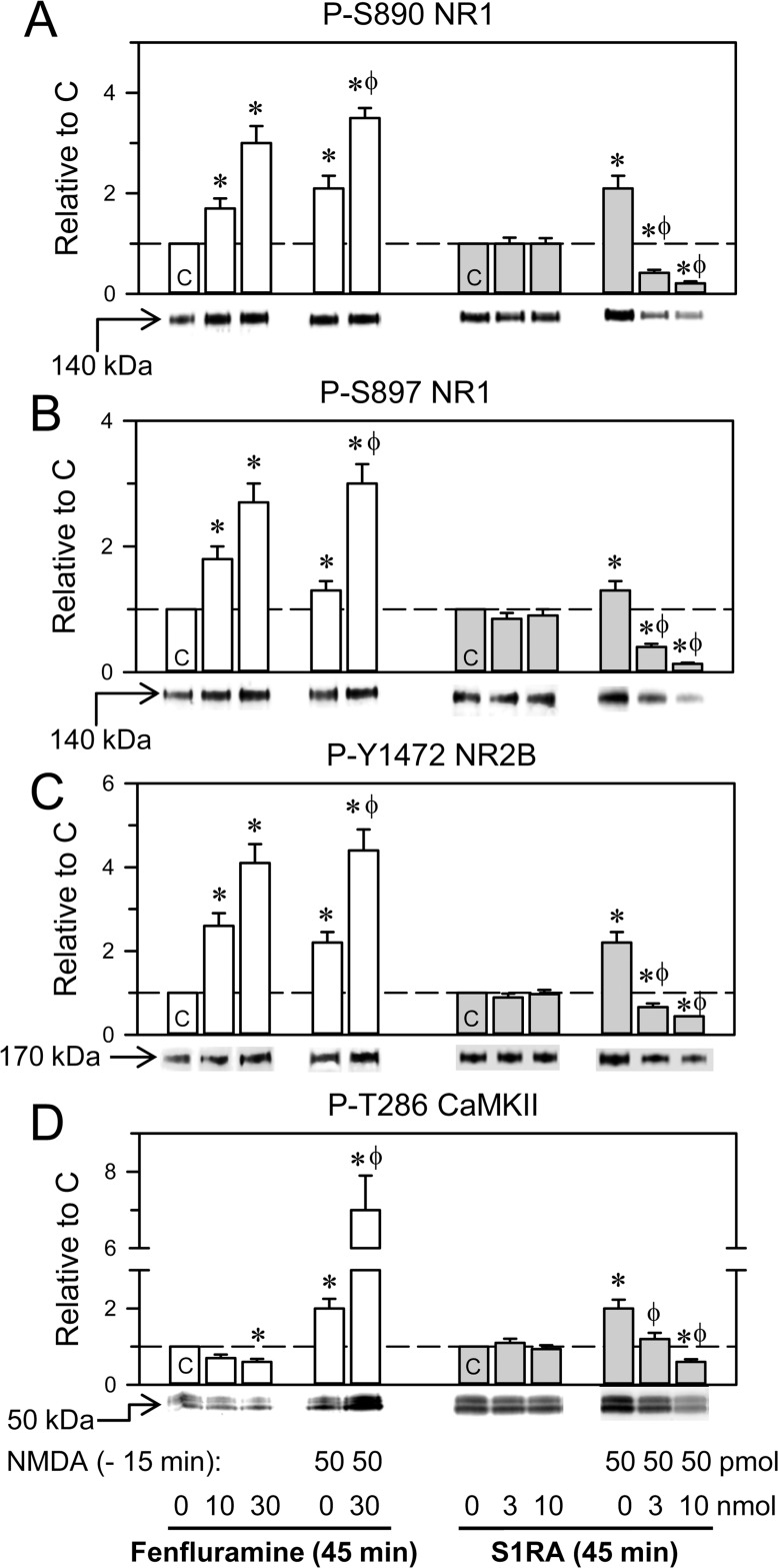 Effects of fenfluramine and S1RA on phosphorylation associated with the NMDAR/CaMKII pathwayThe mice received icv fenfluramine or S1RA at the doses indicated, and after 1 h, the animals were euthanized and their cerebral cortices obtained for ex vivo examination. An activator of NMDARs was administered 1 h before euthanasia, 15 min before S1RA or fenfluramine. The effects of these treatments on NMDAR-related molecular changes were determined by western blot analysis of cortical synaptosomal membranes, (A–C) Regulatory phosphorylations on NMDAR NR1 subunits (S: serine), and NR2B subunits (Y: tyrosine). (D) Phosphorylation of threonine (T) 286 CaMKII. Immunosignals (average optical density of the pixels within the object area/mm2) are expressed as the change relative to the control group (C), which is assigned an arbitrary value of 1. Actin was used as a loading control, and the immunosignals did not differ by more than 10% (Supplementary Figure 2). Each bar represents the mean ± SEM of 6 mice. *Significant difference with respect to the control group (C), which received only saline; ϕ significant effect of S1RA or fenfluramine on the activity of NMDA; ANOVA, Dunnett multiple comparisons vs control group, p < 0.05.