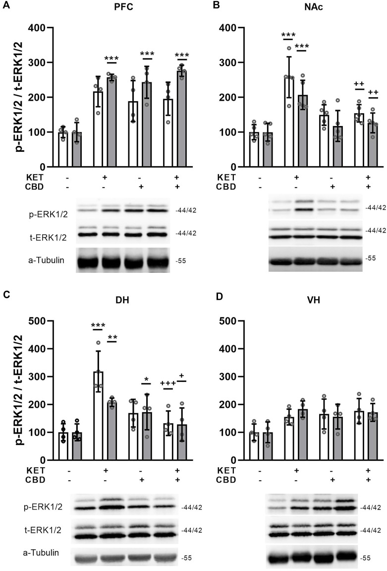 Effects of cannabidiol (CBD) treatement on ketamine (KET)-induced alterations in the p-ERK1/2 / total ERK1/2 ratio in (A) the prefrontal cortex, PFC; (B) the nucleus accumbens, NAc; (C) the dorsal hippocampus, DH; (D) the ventral hippocampus, VH. White bars: p-ERK1, t-ERK1 isoforms; gray bars: p-ERK2, t-ERK2 isoforms. Data are presented as percentage of the SAL/VEH group. The optical density (OD) of each band was divided by the corresponding loading marker. Statistical analysis was performed by two-way ANOVA (Bonferroni’s post hoc test).*p < 0.05, **p < 0.01, ***p < 0.001 vs SAL/VEH; + p< 0.05, ++ p < 0.01, +++ p< 0.001 vs KET/VEH (n = 5 per group in the nucleus accumbens and n = 4 per group in all other regions).