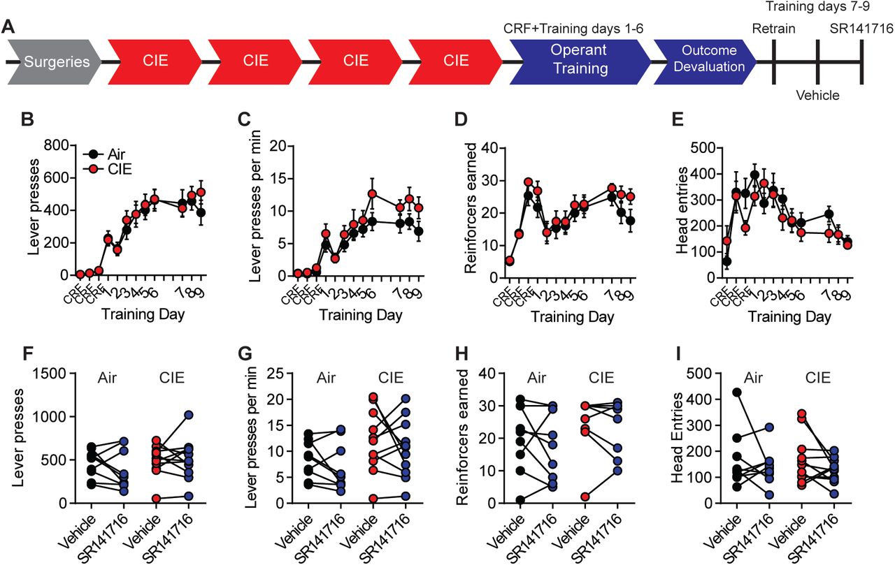 CB1 antagonist did not alter lever press behavior between training days.(A) Experimental timeline that includes training after outcome devaluation and injections with vehicle or SR141716. (B) Lever presses, (C) response rate, (D) reinforcers earned, and (E) head entries across all training days and retraining and testing days following outcome devaluation. (F) The number of lever presses, (G) response rate, (H) reinforcers earned, (I) head entries during vehicle or SR141716 injection test sessions in Air and CIE mice. Data points across training days represent the mean ± SEM.