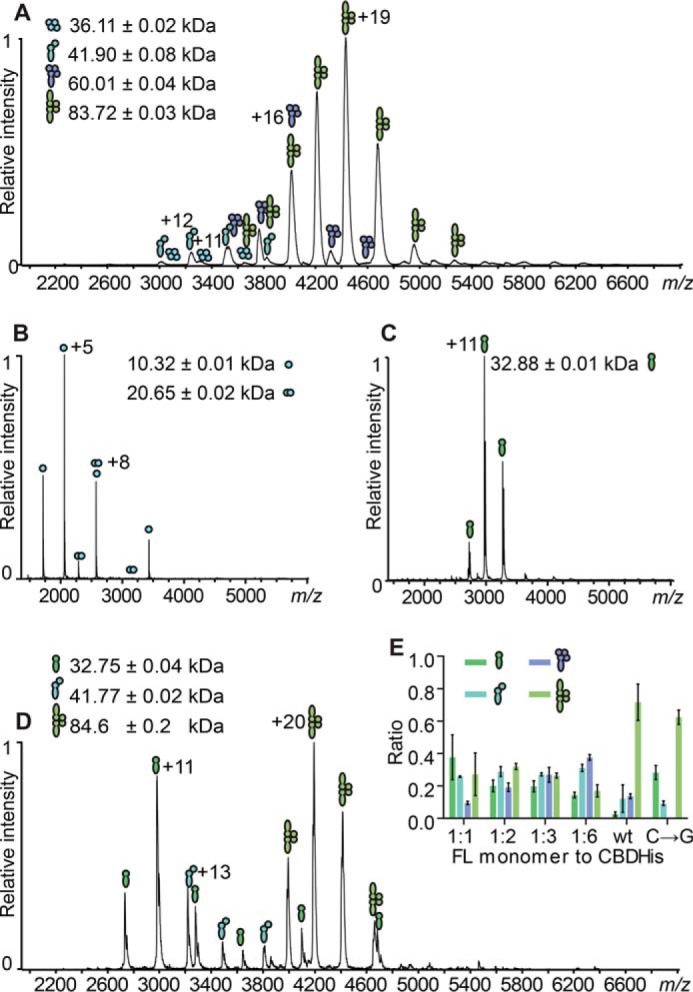 A, ESI-MS analysis of wild type CTP1L. Indicated are the charge state distributions of different complexes formed by the non-covalent association of the CBD with the full-length CTP1L in the native state. Indicated are symbols representing the various complexes formed: CBD tetramer, CBD/FLCTP1L heterodimer, 1:3 FLCTP1L/CBD heterotetramer, and 2:2 FLCTP1L/CBD heterotetramer. CBD is represented by filled circles, and the full-length (FL) protein is shown by filled juggling clubs. B, ESI-MS spectrum of the CTP1L CBDHis construct showing mostly monomers (10.32 kDa) and some dimers (20.65 kDa). C, ESI-MS spectrum of the CTP1L RBSKO mutant, which knocks out the internal ribosomal binding site, showing exclusively monomers. D, ESI-MS analysis of the knock-in silent mutant C → G for the ribosomal binding site of CTP1L, showing the presence of heterodimers and heterotetramers. E, the inset shows bar graphs of the relative abundance of reformed complexes containing RBSKO CTP1L mutant species at equimolar (1:1), 1:2, 1:3, and 1:6 molar excess of CTP1L CBDHis compared with the complexes formed of the CTP1L WT, determined from simulations of the raw data using Massign (from left to right: FL monomer, heterodimer, 1:3 heterotetramer, and 2:2 heterotetramer; CBDHis-only complexes are excluded for clarity). Error bars, S.D.