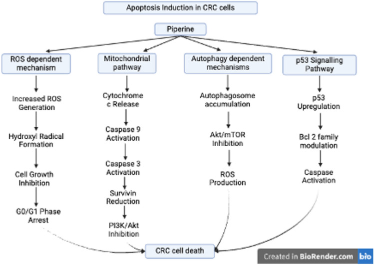Apoptosis Induction by Piperine in CRC Cells. The figure demonstrates piperine-induced apoptosis in colorectal cancer (CRC) cells through four primary pathways: a reactive oxygen species (ROS)-dependent mechanism (characterized by increased ROS, hydroxyl radical formation, and G0/G1 arrest), a mitochondrial pathway (involving cytochrome c release, caspase activation, and PI3K/Akt inhibition), autophagy-dependent mechanisms (including autophagosome accumulation, Akt/mTOR inhibition, and ROS production), and a p53 signaling pathway (encompassing p53 upregulation, Bcl-2 modulation, and caspase activation), all of which culminate in CRC cell death. This image was created under a Creative Commons license using BioRender