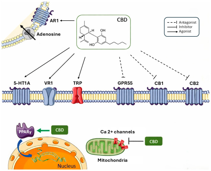 Main mechanisms of action of CBD. CBD acts as an antagonist at GPR55 receptor and as negative allosteric modulator at cannabinoid receptors CB1 and CB2. In addition, CBD acts as an agonist at 5-HT1A, VR1 and other TRP channels, contributing to anxiolytic, anti-inflammatory and analgesic effects. CBD also decreases adenosine reuptake, leading to increased adenosine signalling and reduced inflammation, while acting as a full agonist at AR1 receptors, which may influence cardiac arrhythmias and myocardial injury. Furthermore, CBD acts as an agonist at PPARγ receptors, modulating gene transcription and affecting glucose and fatty acid metabolism. Overall, CBD inhibits calcium channels, a mechanism that may contribute to its potential antiepileptic effects. Legend: A1R, adenosine A1 receptor; CB1, cannabinoid receptor type 1; CB2, cannabinoid receptor type 2; CBD, cannabidiol; GPR55, G protein-coupled receptor 55; PPARγ, peroxisome proliferator-activated receptor gamma; TRP, transient receptor potential channels; VR1: vanilloid receptors; 5-HT1A, 5-hydroxytryptamine receptor 1A.