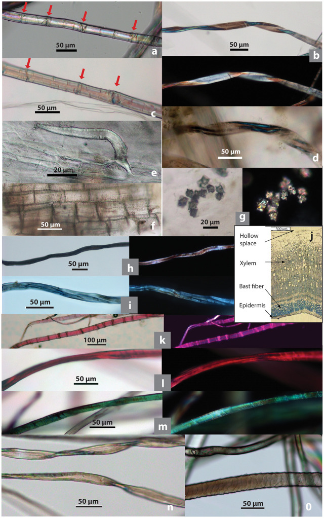 Modern microfibers and associated elements as comparative references.(a) Hemp showing dislocations (indicated by arrows); (b) damaged hemp showing twisted ribbon form; (c) flax, showing dislocations (indicated by arrows); (d) flax showing twisted ribbon form; (e) hemp hair cell; (f) hemp pitted vessel cells; (g) hemp clustered crystals; (h) dyed bast fiber, black; (i) dyed bast fiber, blue; (j) hemp stem cross section; (k) dyed bast fiber, pink; (l) dyed bast fiber, red; (m) dyed bast fiber, green; (n) cotton; (o) synthetic fiber (upper) and wool (lower). (b, g, h, i, k-m show brightfield and polarized views of the same image; plant and wool samples collected from China by Li Liu; [j] adapted from [78: fig 3]).