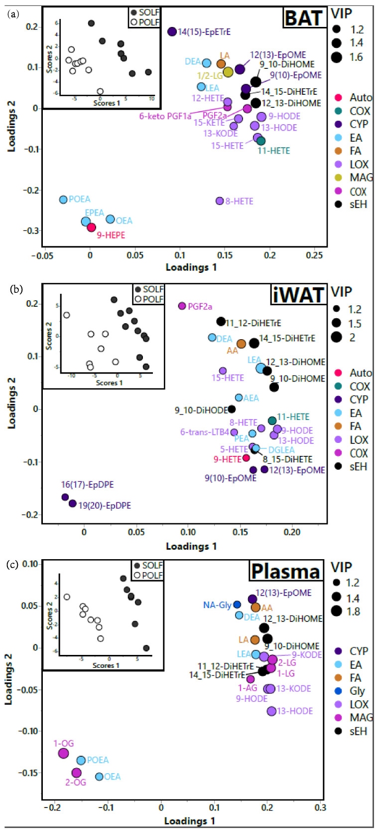 Influence of dietary fat on intratissue lipid mediator speciation in: (a) BAT, (b) iWAT, and (c) plasma. Partial least squares discriminant analysis (PLS-DA) of SOLF vs. POLF. Treatment group discrimination is shown by the SCORES panel (inset), while metabolite weightings in group discrimination are shown by the LOADINGS panel. Loading node color indicates metabolite enzymatic origin. Loading node size indicates metabolite variable importance in projection (i.e., VIP). Analysis was performed with all measured metabolites, but only those with VIP ≥ 1.2 are displayed for clarity purposes. N = 6–9 per group. BAT X2 = 0.98, Y2 = 1.22, Q2 = 0.73; iWAT X2 = 0.17, Y2 = 0.15, Q2 = 0.65; plasma X2 = 1.3, Y2 = 0.095, Q2 = 0.76.