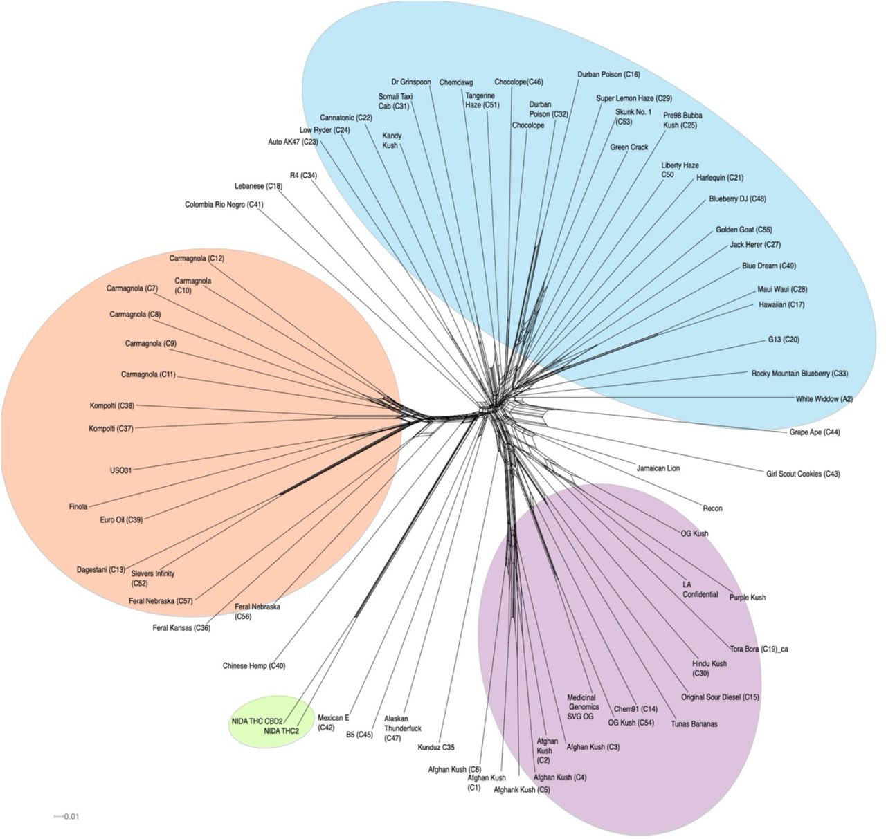 SplitsTree graph.Genetically similar individuals cluster together, such as the NIDA cluster, Afghan Kush cluster, and Carmagnola cluster. NIDA’s varieties highlighted in green. Hemp, NLMT, and BLMT shown in orange, blue, and purple respectively.
