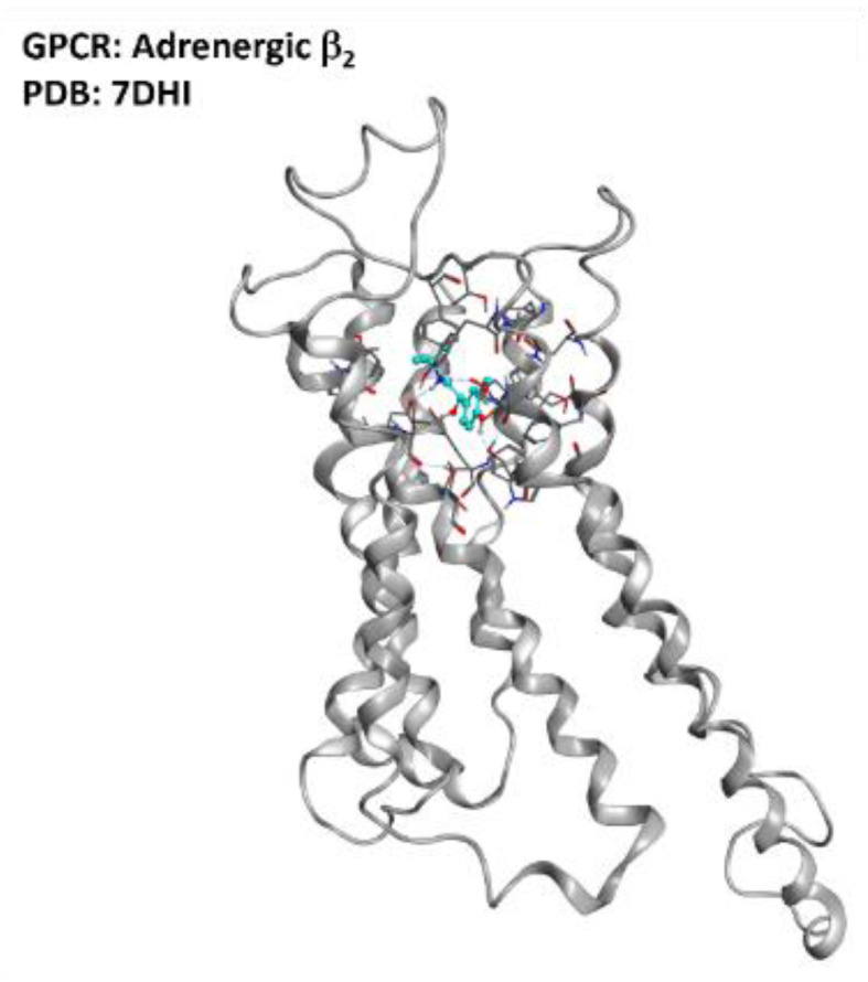 Representation of the structure of the adrenergic β2 receptor (sourced from the Protein Data Bank, PDB code: 7DHI [129], method: cryo-EM, resolution: 3.26 Å). The image was created and rendered with MOE.