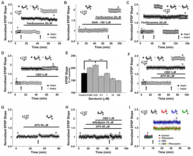 CBD enhances LTP through the release of endogenous serotonin. (A) The serotonin releaser fenfluramine (FFA, 20 μM) by itself enhanced LTP, much to the same level as produced in earlier experiments by CBD. (B) NAN-190 reduced the effects of FFA on LTP in a one pathway experiment FFA alone caused a potentiation of about 2.20 (as in A), however with a wash in of NAN, FFA causes a potentiation of about 1.95. See “Results” section for the statistical analysis. (C) FFA facilitates LTP in the second of two pathways, without affecting already established LTP in the first pathway. Following the establishment of the potentiated response, stimulation intensity is reduced manually to the baseline level, FFA is washed out, and the same pathway is tetanized again, to reach same facilitated level as the control pathway, indicating that FFA did not saturate the ability of the tissue to express further potentiation level. (D) Serotonin had a biphasic, concentration dependent effect on LTP, facilitating it at low concentration, and depressing LTP at concentrations higher than 0.01 μM. (E) CBD (1 μM) was not able to enhance LTP in hippocampal slices that were pre-exposed to FFA for 90 min prior to the experiment, indicating a possible depletion of endogenous 5HT from terminals (***p < 0.001). (F) The effect of CBD is not likely to be mediated by activation of the NMDA receptor, as exposure to the NMDAR antagonist APV did not block the facilitating action of CBD on LTP. (G) APV alone blocks LTP induced by a tetanic stimulation, in the absence of CBD. (H) CBD in presence of both APV and nifedipine is unable to evoke LTP. (I) CBD was not able to rescue LTP in slices taken from pilocarpine treated mice, even if CBD was injected to the mice before pilocarpine, when the slices were exposed to FFA before recording commenced.