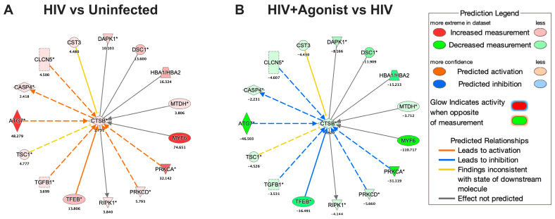 Node of proteins associated with CATB. (A) Deregulated proteins associated with CATB for the HIV vs. Uninfected comparison. (B) Deregulated proteins associated with CATB for the HIV + Agonist vs. HIV comparison. The expression fold change value is shown below each protein’s gene symbol. A solid line indicates a direct interaction, and a dashed line indicates an indirect interaction. An asterisk indicates that multiple identifiers in the dataset file map to a single gene in the Global Molecular Network. Transforming growth factor beta 1 (TGFβ1), TSC complex subunit 1 (TSC1), autophagy-related 7 (ATG7), caspase 4 (CASP4), chloride voltage-gated channel 5, cystatin C (CST3), death-associated protein kinase 1 (DAPK1), desmocollin 1 (DSC1), hemoglobin subunit alpha 1/2 (HBA1/HBA2), metadherin (MTDH), myogenic factor 6 (MYF6), and receptor interaction serine/threonine kinase 1 (RIPK1). CTSB (gene symbol) was used to abbreviate CATB in this figure. This figure was obtained from IPA.