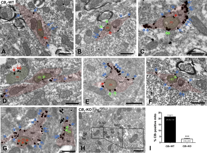 Immunoelectron detection of CB1 receptors in neuronal CA1 hippocampal mitochondria by a goat anti-CB1 C-ter31 antibody combined with a pre-embedding silver-intensified immunogold method. In CB1-WT (A–G), CB1 immunoparticles are on presynaptic terminal (ter) membranes (blue arrows) and on mitochondrial (m) membrane segments close to (distance ≤80 nm; green arrows) or far away from (distance ≥80 nm; red arrows) other membranes. Note in (D), red arrows pointing to silver metals on a dendritic (den) mitochondria. (H) The CB1 pattern is abolished in CB1-KO. Scale bars: 0.5 μm. sp: dendritic spines. (I) Semi-quantitative analyses of the proportion of CB1 immunolabeled mitochondria in CA1 hippocampi from CB1-WT and CB1-KO mice. Mitochondria with particles distant from other membranes (≥80 nm) were only considered. Data are expressed as mean ± S.E.M. ***p < 0.001 as compared to WT.