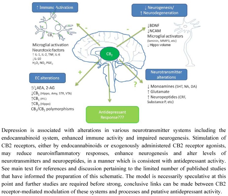 Putative mechanisms underpinning potential antidepressant effect of CB2 receptor stimulation.