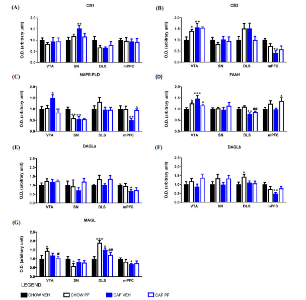 Protein expression of CB1 (A), CB2 (B), NAPE-PLD (C), FAAH (D), DAGLa (E), DAGLb (F), MAGL (G) in VTA, SN, DLS, mPFC measured by Western blot analysis and normalized to γ-adaptin. Values are expressed as MEAN ± SEM. Two-way ANOVA statistical analysis was performed, and Tukey post hoc results are shown in the figure. *p < 0.05; **p < 0.01 and ***p < 0.001 vs. CHOW VEH; °p < 0.05 and °°p < 0.01 vs. CAF VEH; #p < 0.05 and ##p < 0.01 vs. CHOW PF.