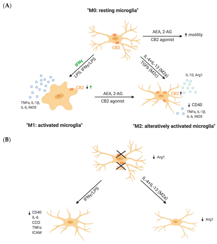 CB2R drives microglial polarization. (A) Results obtained from pharmacological studies in vitro showed that CB2R activation in unstimulated microglia (M0: resting microglia) results in increased microglial motility. Activation of microglia (M1: activated microglia) by IFNγ alone increases CB2R expression, whereas activation using a combination of IFNγ/LPS or LPS decreases CB2R expression and simultaneously increased the secretion of pro-inflammatory cytokines like TNFα, IL-1β and iNOS. Stimulation of CB2R with endo- and exogenous agonists causes a switch of microglia from pro- to anti-inflammatory states (M2: alternatively activated microglia). In this M2 state, microglia upregulate CB2R, decrease the secretion of pro-inflammatory cytokines and increase the expression of anti-inflammatory cytokines like IL-1β and Arg1. (B) Results from CB2−/− in vitro studies suggest that the deletion of microglial CB2R leads to a suppression of inflammatory phenotypes. As IFNγ/LPS stimulation decreases the secretion of pro-inflammatory cytokines and expression of inflammatory markers. Similarly, alternative activation of CB2−/− microglia using IL-4 + IL-13 does not take place, as Arg1 remains decreased. Small arrows represent the direction of the effects—an increase (↑) or a decrease (↓). The green arrow refers to an increase of CB2R after IFNγ stimulation. Created with BioRender.com.