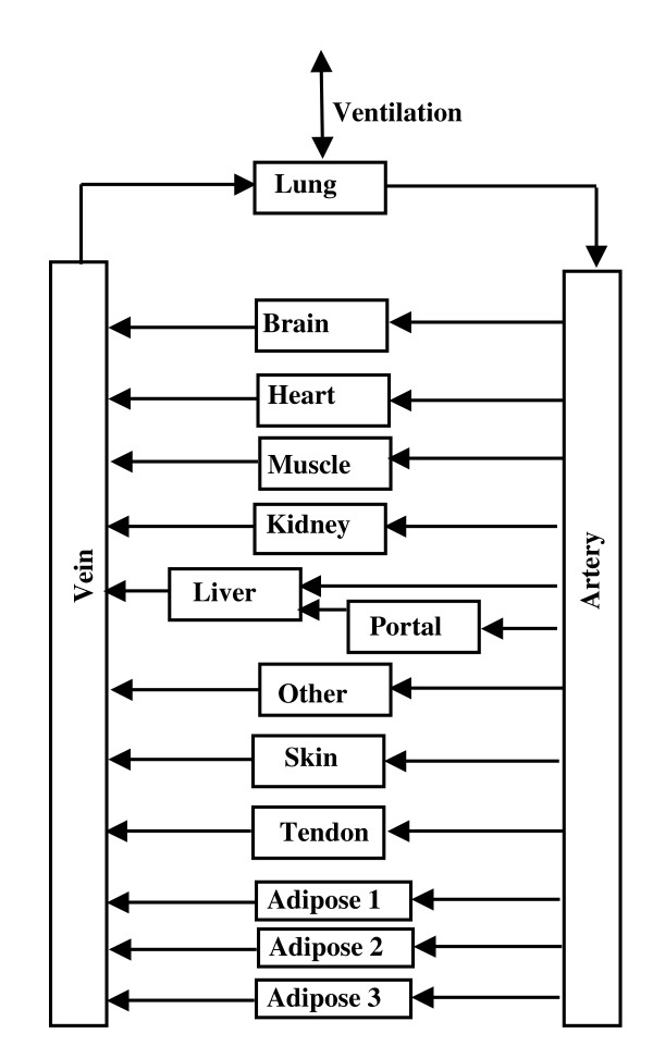 Schematic diagram of the arrangement of the different tissues in the PBPK model. The organ "portal" refers to all the organs drained by the portal vein. The connective tissue is divided between two organs: "tendon" with a relatively low blood flow and "other" with a higher blood flow. The adipose tissue was divided into N = 1, 2 or 3 equal volume compartments.