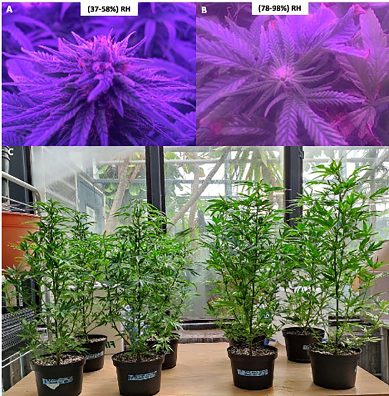 Two-panel image showing cannabis plants under different conditions. Panel A displays a cannabis plant in purple light with 37-58% relative humidity. Panel B shows another plant in purple light with 78-98% relative humidity. Below, Cannabis plants showing different height at low and high RH levels.