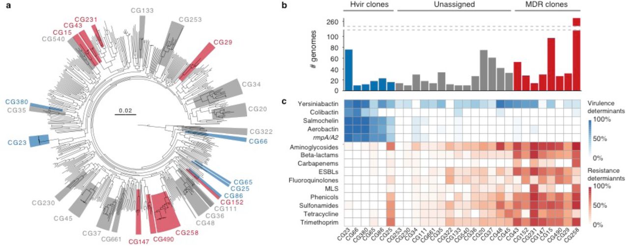 K. pneumoniae clones investigated in this study.a) Phylogenetic tree inferred using maximum likelihood for K. pneumoniae genomes selected from our curated collection to represent the 509 distinct 7-gene chromosomal multi-locus sequence types. Phylogenetic clusters (monophyletic groups) were defined using patristic distance (cut-off = 0.04). Clusters corresponding to clones included in comparative analyses are marked; blue, hypervirulent; grey, unassigned; red, multi-drug resistant. b) Total number of genomes included in comparative analyses, coloured by clone type as above. Note that sample sizes exceed the number of isolates shown in the tree for the corresponding clones. c) Distribution of virulence and resistance determinants by clone. Intensity of box shading indicates the proportion of genomes harbouring the key virulence loci (blue) or acquired genes conferring resistance to different classes of antimicrobials (red), as per inset legends. Hypervirulent (Hvir) clones were identified by hierarchical clustering of virulence locus data. Multi-drug resistant (MDR) clones were identified by hierarchical clustering of resistance data. AMR, antimicrobial resistance; rmpA/A2, regulators of mucoid phenotype; ESBLs, extended spectrum beta-lactams; MLS, macrolide, lincosamide and streptogramin B antibiotics.