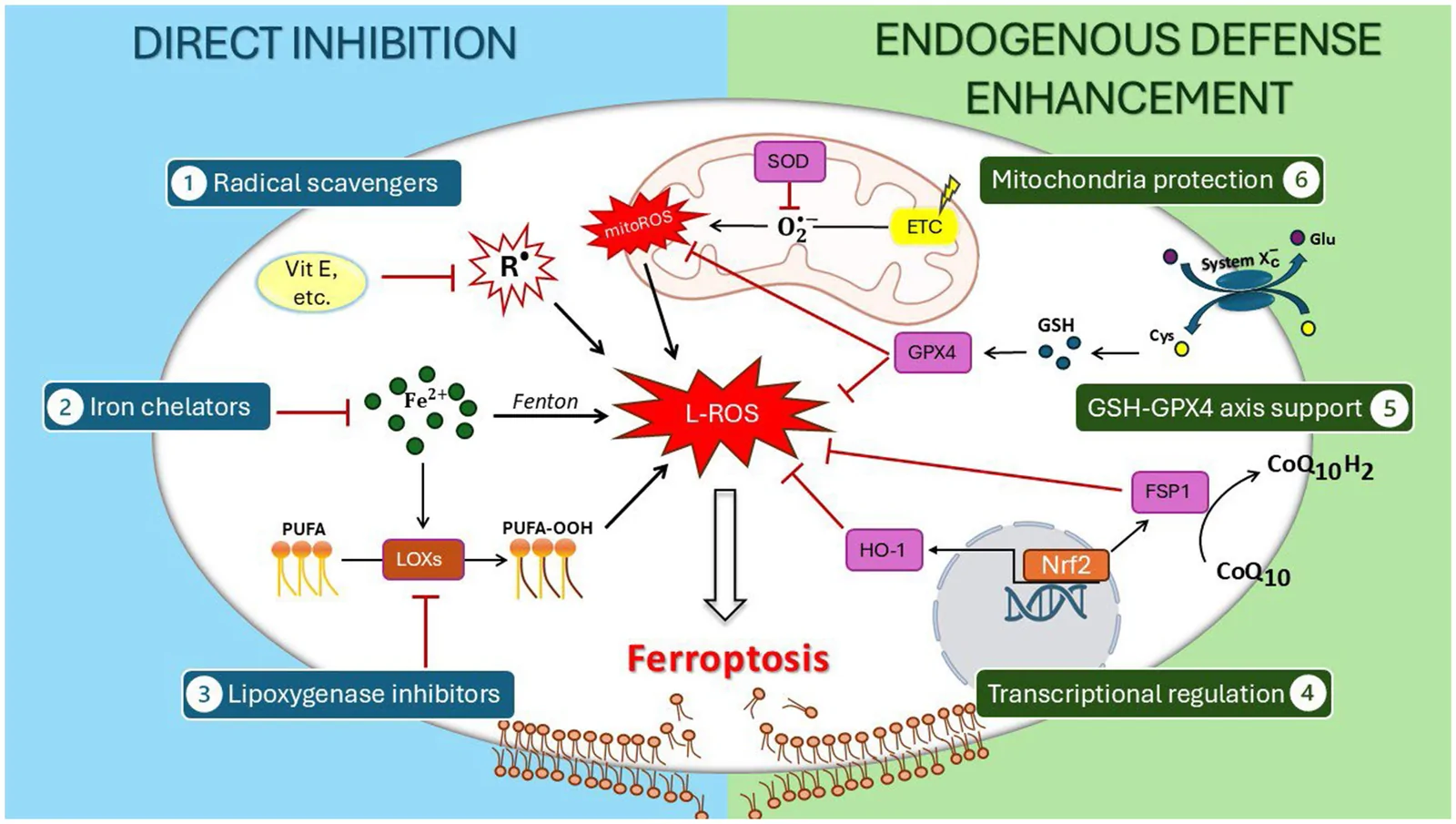 Illustration of ferroptosis inhibition mechanisms divided into two categories: direct inhibition (radical scavengers, iron chelators, and lipoxygenase inhibitors) and endogenous defense enhancement (transcriptional regulation, GSH-GPX4 axis support, and mitochondrial protection), with molecular pathways and cellular components labeled.