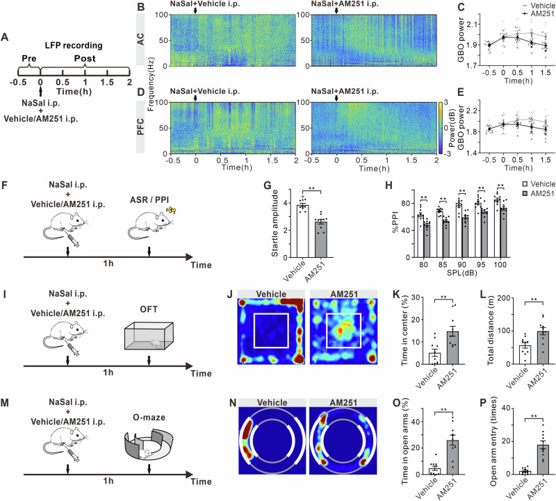 Effect of CB1R antagonist AM251 on NaSal-induced GBO and anxiety-like behaviors.A Timeline of drug treatment and LFP recording. Example temporal-spectrograms of LFPs in the AC (B) and PFC (D). Function of mean GBO power in the AC (C) and PFC (E) against time of mice received NaSal + vehicle/AM251 injection. Error bars: SEM. *p < 0.05 comparing between vehicle and AM251 groups, two-way ANOVA with Sidak multiple comparisons test, n = 10 mice per group. F Timeline of drug treatment and ASR/PPI test. G Startle amplitude to acoustic stimuli at 120 dB. H %PPI with different volumes of prepulse from 80 to 100 dB. I Timeline of drug treatment and OFT. J Representative occupancy heatmap showing spatial location in the OFT. K Time spent in the center of the arena. L Total traveled distance in the OFT. M Timeline of drug treatment and O-maze test. N Representative occupancy heatmap showing spatial location in the O-maze. O Time spent in open arms in the O-maze. P Number of entries into open arms in the O-maze. Error bars: SEM. **p < 0.01, unpaired t-test or two-way ANOVA with Sidak multiple comparisons test, n = 10 mice per group.