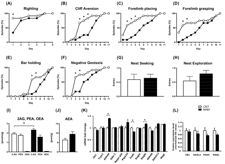 Effects of prenatal MAM exposure on neonatal behavior and endocannabinoid system (ECS) elements in rat pups. Data are presented as the mean values ±S.E.M.: (A–F) percentual cumulative appearance of each reflex on each day, per group of animals (n = 20), (G) the number of approaches towards maternal nest (nest seeking) and (H) nest exploration (n = 20/group), (I) 2-AG, PEA, OEA and (J) AEA levels, of (K) gene and (L) protein expression of ECS elements (receptors and metabolic enzymes; n = 3–5/group). * p < 0.05 vs. CNT.