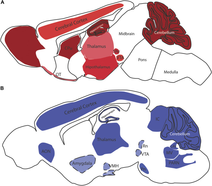 CB1 and CB2 receptors in the rodent brain. In (A), schematic distribution of CB1 receptor sites in the mouse brain. The color code demonstrates the differential expression, ranging from the low (pink) to high levels (dark red); the brain depicted in (B) is from mouse, but some of the expression sites represented here were described in the rat brain. Light blue colored areas with dashed lines represent areas that were not visible in this sagittal section level. OB- Olfactory Bulb, CPu—Caudate Putamen, Acb—Nucleus Accumbens, SNr—Substantia Nigra pars compacta, VTA—Ventral Tegmental Area, PAG—Periaqueductal gray, OT—Olfactory Tubercle, NTS—Nucleus of the solitary tract, AON—Anterior olfactory nucleus, VMH—Ventromedial Hypothalamic nucleus, ARH—Arcuate Hypothalamic nucleus, IC—Inferior colliculus, RN—Red nucleus, PN—Pontine nucleus, LAV—Lateral vestibular nucleus, MV—Medial vestibular nucleus, PARN—Parvocellular reticular nucleus.