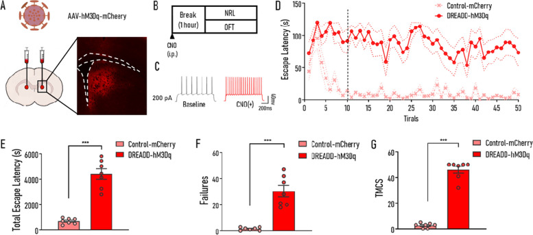 Enhancing D1 MSN activities induced impairment of NRL similar to that induced by HU210 administration. A The injection site of rAAV-DIO-hM3Dq-mCherry virus. B The experimental procedure. C Electrophysiological recordings of representative D1 MSNs infected with hM3Dq virus recorded before and after 10 μmol/L CNO perfusion. D Escape latency curves of two groups (Control-mCherry vs. DREADD-hM3Dq). E–G Compared with the Control-mCherry group, the DREADD-hM3Dq group exhibited significantly increased tELS (E), failures (F), and TMCS (G) during NRL. Control-mCherry, mice were injected with rAAV-hSyn-DIO-mCherry virus; DREADD-hM3Dq, mice were injected with rAAV-hSyn-DIO-hM3Dq-mCherry virus. Control-mCherry: n = 7; DREADD-hM3Dq: n = 7. Data shown as mean ± SEM. ANOVA (D), unpaired t-test (E), and Mann-Whitney test (F, G): ***p < 0.001