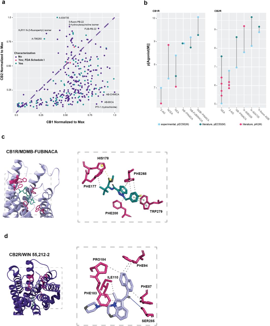 Results with dual cannabinoid biosensor strains recapitulate and extend opportunities for receptor-specific targeting.(A) Synthetic cannabinoid compounds screened against CB1R and CB2R at 1 μM, normalized to the maximum signal for each receptor at this concentration. Large distances from the right and left of the plotted line connote rough bias towards CB1R and CB2R, respectively. Compounds are labeled based on if they, to our knowledge, have been characterized biochemically against one or both cannabinoid receptors. (B) Comparison of yeast experimental EC50 values with EC50 and Ki values found in the literature in mammalian cells9,48,49,58–62. When there were multiple experimental values for an agonist and receptor, the optimized sterol and leader background was chosen. (C) Rendering of previously published crystal structure CB1R PDB 6N4B50 bound to the agonist MDMB-FUBINACA. Residues expected to interact with the agonist are highlighted. Types of interactions are labeled. (D) CB2R PDB 6PT052 bound to the agonist WIN-55,212-2. Residues expected to interact with the agonist are highlighted. Types of interactions are labeled. For (C) and (D), interactions were predicted using a previously described tool63. Nitrogens are highlighted on agonists in blue, oxygens in gray, and fluorine in yellow.