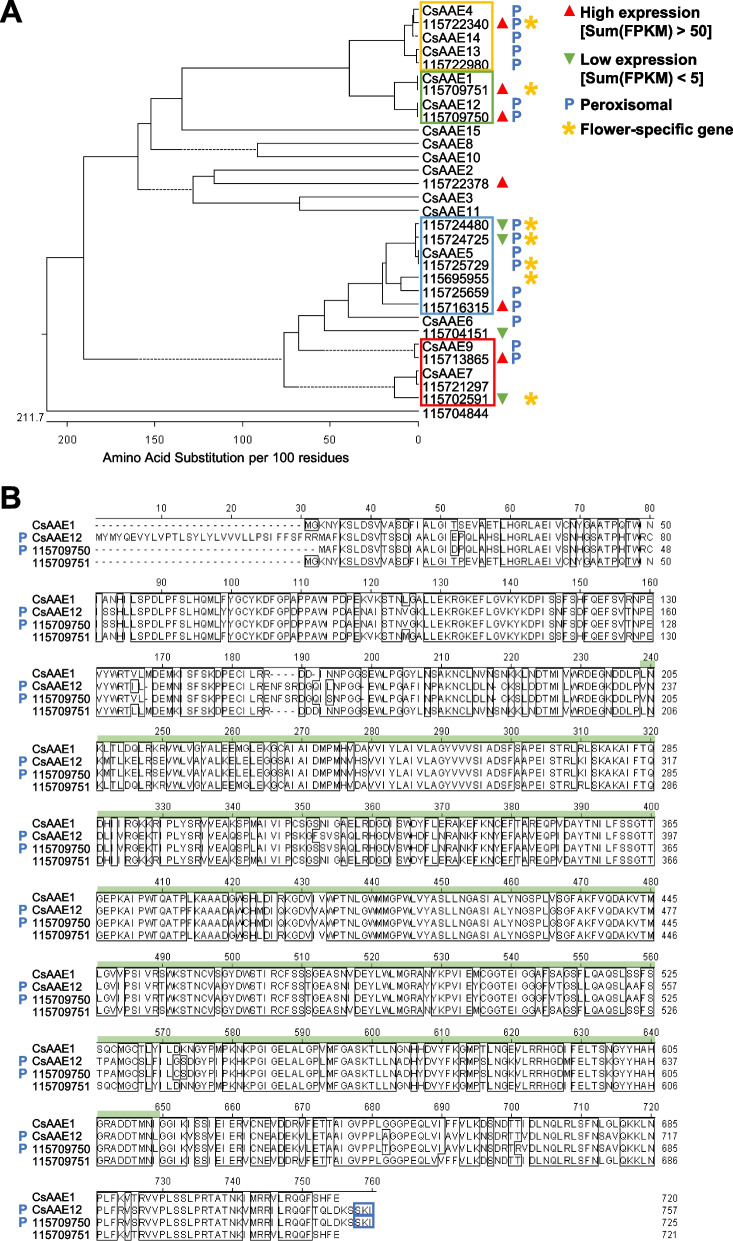 AAE orthologs in hemp Cheungsam. A Phylogenetic tree of hemp Cheungsam and GenBank database AAE protein sequences. Solid lines indicate actual phylogenetic distance. Dotted lines are used to align all terminals and do not represent phylogenetic distance. Colored boxes indicate four main groups of AAE identified in the phylogenetic tree. Sum(FPKM) refers to total FPKM from flower, leaf, and stem samples. B Multiple protein sequence alignment of CsAAE1 and CsAAE12 with hemp Cheungsam orthologs. Green bar, AMP-binding domain. Blue boxes highlight C-terminus peroxisome targeting signal type 1 (PTS1; Reumann 2004). Blue P indicates predicted peroxisomal AAE