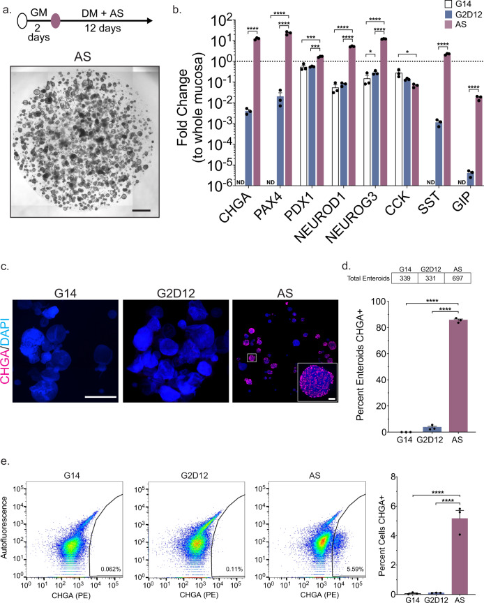 Differentiation with small molecule AS1842856 induces CHGA expression.a Representative light microscopy of enteroids (whole well) grown in growth media for 2 days followed by 12 days in differentiation media with AS1842856 (AS). Culture schematic located above panel. Scale bar = 1 mm. b qPCR analysis of enteroendocrine markers of enteroids grown in G14, G2D12 or AS compared to whole duodenal mucosa and normalized to 18S. Dotted line denotes expression level in whole duodenal mucosa. Representative experiment showing n = 3 wells from each condition from a single enteroid line. CHGA = chromogranin A, PAX4 = paired box 4, PDX1 = pancreatic and duodenal homeobox 1, NEUROD1 = neuronal differentiation 1, NEUROG3 = neurogenin 3, CCK = cholecystokinin, SST = somatostatin, GIP = glucose-dependent insulinotropic peptide, ND = not detectable in one or more samples. *p = 0.038 (NEUROG3), 0.0130 (CCK); ***p = 0.0004 (PDX1, G14 to AS), 0.0009 (PDX1, G2D12 to AS); ****p < 0.0001. c Representative immunofluorescence staining of CHGA (magenta) in enteroids (whole well) treated with G14, G2D12 and AS. Boxed portion magnified in lower right corner. DNA (4′,6-diamidino-2-phenylindole (DAPI), blue). Scale bars = 1 mm and 50 µm (boxed portion). d Percentage of enteroids with positive CHGA staining in G14, G2D12 and AS treatments. Table above graph shows the total number of enteroids examined per condition. Average results are from three separate experiments from three different enteroid lines or passages. ****p < 0.0001. e Left three panels: Representative flow cytometry plots of CHGA + cells from enteroids grown in G14, G2D12 or AS. Right panel: Percentage of CHGA + cells per well. Representative experiment showing n = 3 wells from each condition from a single enteroid line. ****p < 0.0001. Bars show mean ± SEM; two-way ANOVA with Tukey correction for multiple comparisons (b); one-way ANOVA with Tukey correction for multiple comparisons (d, e). Each experiment repeated with at least three different enteroid lines. Specific conditions were excluded from statistical analysis if the data from one or more samples was labeled as not detectable. Source data are provided as a Source Data file.