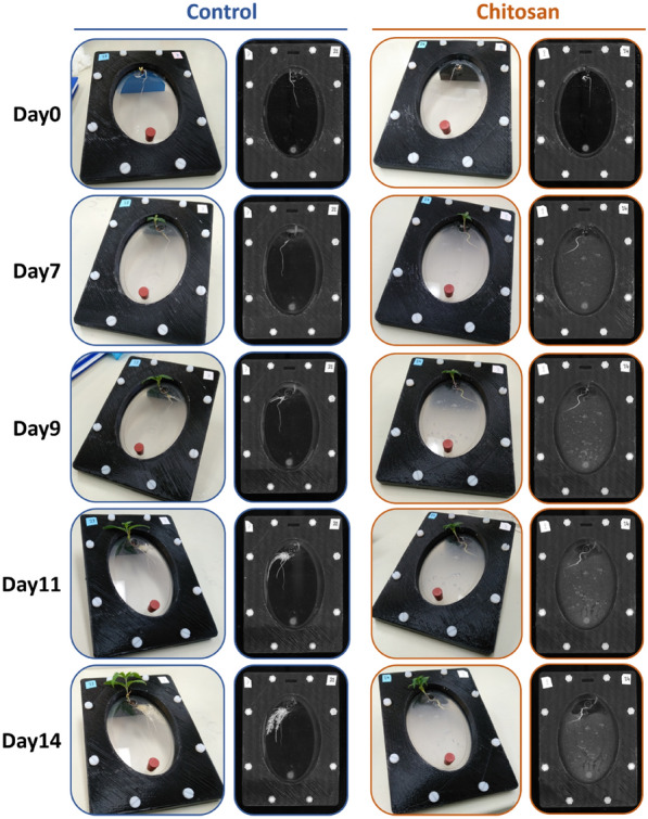 Photos presented sequential development of industrial hemp in the Root-TRAPR system comparing control and chitosan-treated condition from day 0 to day 14. Chitosan treatment was conducted on day 7 of the experiment. Left-panel pictures of each condition show top-view photos taken on a smartphone camera. Right-panel pictures represent root images captured using a WinRHIZO root scanner
