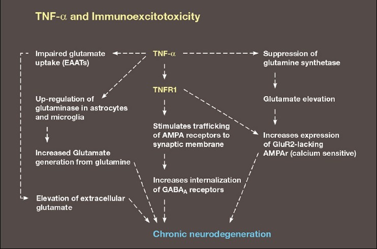 Schematic demonstrating the link between TNF -α and an enhancement of excitotoxicity via its interaction with glutamate transport proteins, upregulation of glutaminase, suppression of glutamine synthetase, increased trafficking of AMPA calcium-permeable receptors to the synaptic membrane and endocytosis of GABA receptors