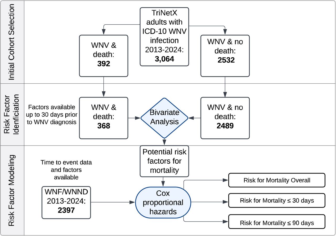 Cohort Selection and Analytic Framework: West Nile Virus (WNV) MortalityThe flow diagram depicts the cohort selection and analysis process in TriNetX. The initial cohort included all patients with ICD-10 codes for WNV infection (with subgroups of including subsequent death or no death). Those patients with data available within a 30 day-period before or on the same day as WNV diagnosis were included in the bivariate analysis. Significant factors from the bivariate analysis and patients with time-to-event data available were then included in multivariable Cox proportional hazards models with the outcomes of mortality overall, mortality within 30 days, and mortality within 90 days.