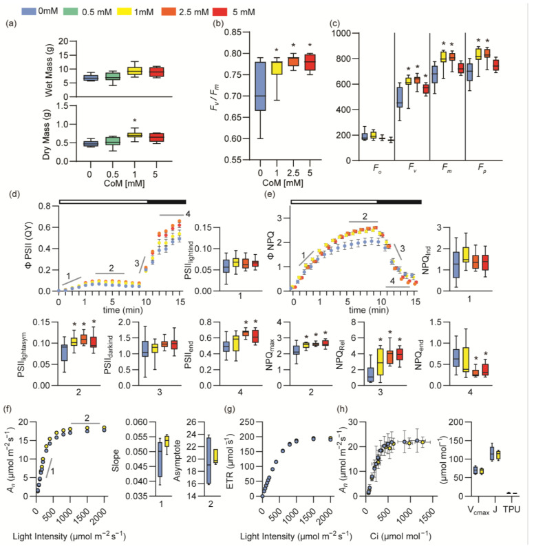 Photosynthetic parameter effects of Coenzyme M application in tobacco. (a) Fresh and dry mass measurements of tobacco grown in soil for 21 days with aerial tissues sprayed with CoM twice weekly, n = 6 biological replicates. Identically grown tobacco plants were tested for their photosynthetic traits as measured by FluorCam FC 800-C in panels (b–h). (b) The maximum quantum yield, Fv/Fm, measured after dark adaptation, n = 12 biological replicates. (c) Measurements of minimum (F0), maximum (Fm), or variable fluorescence (Fv, Fp) after dark adaptation, n = 12 biological replicates. (d) Photosystem II operating efficiency (ϕPSII) measured after biweekly spray of water; 1 mM, 2.5 mM, or 5 mM of CoM; and dark adaptation. Component traits of ϕPSII are indicated by gray lines and numbers and represented in separate graphs: (1) PSIIlightind, the initial slope of a linear fit including the first two points and zero in the light period (indicated by the white bar at the top of the ϕPSII graph); (2) PSIIlightasym, the hyperbolic asymptote during the light period; (3) PSIIdarkind, the slope of the first two points of PSII induction in the dark period (indicated by the black bar at the top of the ϕPSII graph); and (4) PSIIend, the hyperbolic asymptote during the dark period, n = 12 biological replicates. (e) Nonphotochemical quenching (ϕNPQ) measured under the same conditions as ϕPSII, with its component traits indicated by gray lines and numbers and represented in separate graphs. (1) NPQind, the initial slope of a linear fit including the first two points and zero in the light period; (2) NPQmax, the hyperbolic asymptote during the light period; (3) NPQrel, the slope of the last light point and first two points of NPQ relaxation in the dark period; and (4) NPQend, the hyperbolic asymptote during the dark period, n = 12 biological replicates. Panels (f,g) represent LiCOR 6800 measurements of 21-day-old tobacco plants sprayed biweekly with 1mM of CoM. (f) Carbon assimilation (An) in response to increasing light, and its component parts, the initial slope (1) and hyperbolic asymptote (2), n = 6 biological replicates. (g) The electron transport rate (ETR), n = 6 biological replicates. (h) The internal concentration of CO2 (Ci) in response to increasing light, and maximum carboxylation rate allowed by Rubisco (Vcmax), the rate of photosynthetic electron transport based on NADPH requirement (J), and triose phosphate use (TPU) fit from the Ci curve. All asterisks indicate p-value ≤ 0.05.