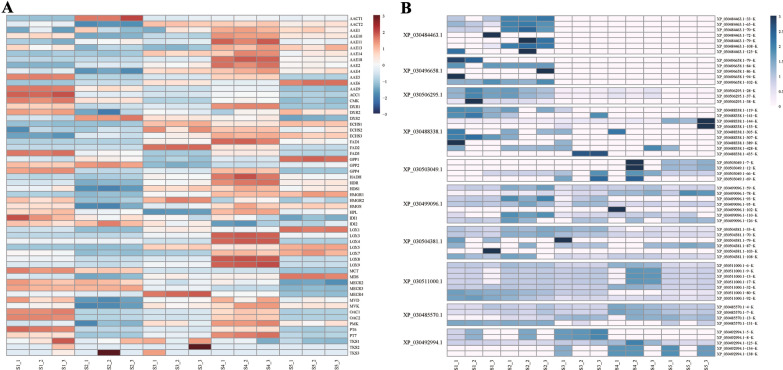 The expression patterns of the cannabinoid synthesis pathway genes and acetylation patterns of different histone lysines in hemp. A Expression of cannabinoid synthesis pathway genes at different inflorescence developmental stages. Heat maps reflect the fragments per kilobase of transcript per million mapped fragments (FPKM) values of cannabinoid synthesis pathway genes. Colours from red to blue indicate high to low expression. B Acetylation pattern of different histone lysines across inflorescence developmental stages of hemp