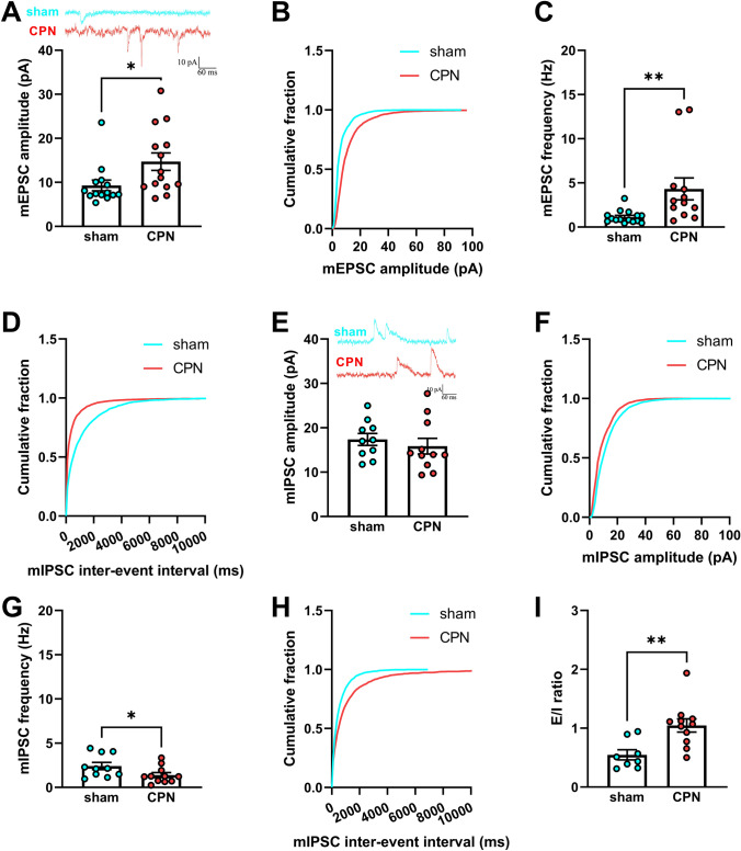 Increased E/I ratios of layer V pyramidal neurons in the RAIC following CPN ligation. A Representative mEPSCs were recorded in RAIC pyramidal neurons of sham mice (cyan) and mice following CPN ligation (red). The amplitude of mEPSCs in the RAIC of CPN-ligated mice is increased significantly (P = 0.0289). B The cumulative fraction of mEPSC amplitude in the RAIC of CPN-ligated mice is shifted to the right by a large margin (sham group, n = 15, 7 mice; CPN group, n = 14, 10 mice). C Marked difference in the mEPSC frequency in the RAIC of the two groups. D The cumulative fraction of mEPSC frequency in the RAIC of CPN-ligated mice is greatly shifted to the left (A–D, sham group, n = 15, 8 mice; CPN group, n = 12, 10 mice). E Representative mIPSCs recorded in RAIC pyramidal neurons of sham mice (cyan) and mice following CPN ligation (red). Compared to the sham group, the mIPSC amplitude in the RAIC is not changed statistically in the CPN-ligated group. F Changes of the cumulative fraction of mIPSC amplitude in the RAIC of CPN-ligated mice. G The frequency of mIPSCs in the RAIC of CPN-ligated mice decreases significantly. H The cumulative fraction of mIPSC frequency in the RAIC of CPN-ligated mice is right-shifted (E–H, sham group, n = 10, 7 mice; CPN group, n = 11, 8 mice). I E/I ratio (dividing the amplitude of mEPSCs into mIPSCs). There is a statistical difference in the E/I ratio between the two groups (sham group, n = 10, 7 mice; CPN group, n = 11, 8 mice). *P <0.05, **P <0.01, unpaired t-test for sham group vs CPN-ligated groups.