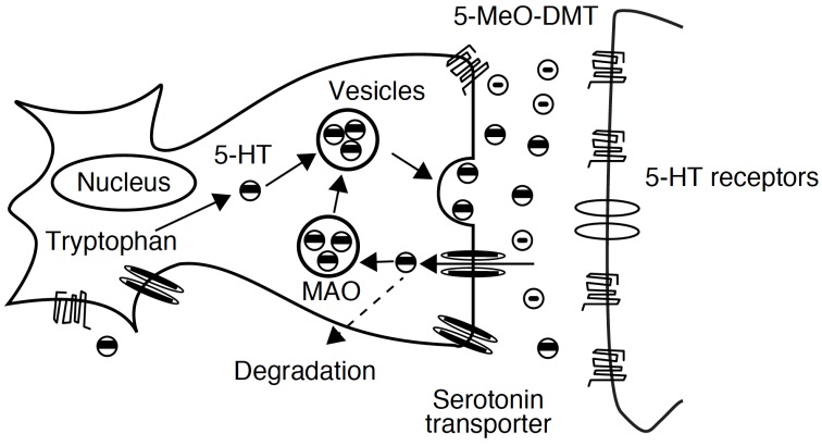 Agonistic action of harmaline, 5-MeO-DMT and bufotenine on serotonergic system inducing hyperserotonergic effects