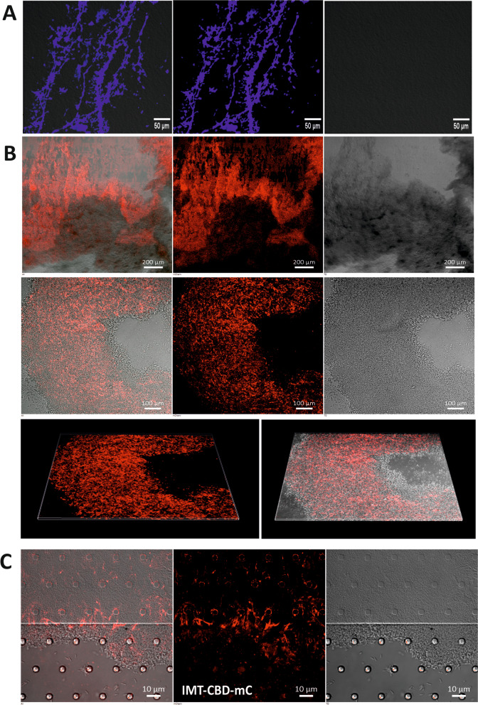 Visualisation of cellulose in Agrobacterium tumefaciens C58 biofilms with IMT-CBD-mC using CLSM. (A) Calcofluor white staining of coverslip biofilms of A. tumefaciens C58 raised in TSB medium. The bar indicates a length of 10 µm scale. (B) Purified IMT-CBD-mC was used to stain coverslip biofilms of A. tumefaciens C58 grown in a TSB medium. A 2-dimensional scan of the biofilm reveals staining of bacterial cellulose by IMT-CBD-mC. The top panel is at 40 × magnification (bar-200 µm), while the middle panel is at 100 × magnification (bar100 µm). 3-dimensional reconstruction for the biofilm stack (lowest panel) shows the structural morphology of the biofilm along with visualization of cellulose (red) vis-à-vis bacterial cells (DIC). (C) A. tumefaciens C58 cells in the microfluidic chamber were stained with IMT-CBD-mC and visualized using CLSM. The left panel is the merge, the middle panel IMT-CBD-mC, and the right panel is the (DIC) image. The bar indicates a length of 10 µm scale. Images are representative of three independent experiments