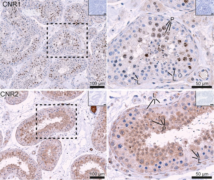 Immunohistochemical expression in human testis tissue of the two canonical EC receptors; CNR1 and CNR2. The images on the left show a general expression pattern, and a higher magnification of an area within a stippled line is shown on the right. All pictures show a low magnification image of negative controls in the right upper corner. CNR1 staining (upper images) is visible within nuclei of primary spermatocytes and in the cytoplasm of Leydig cells. CNR2 (bottom images) is localised in the cytoplasm of all types of germ cells, except early spermatocytes, and in somatic cells, especially in Leydig cells and peritubular cells. L (leptotene) and P (pachytene) indicate early and late spermatocytes, respectively.