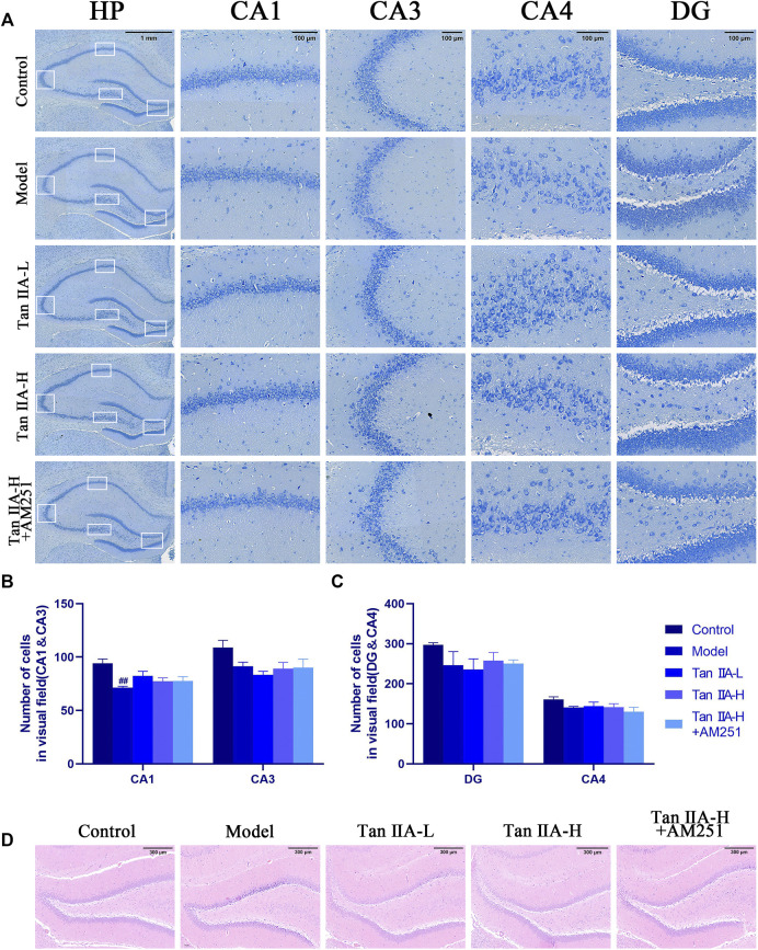 Pathological damage in the hippocampus of rats. (A) Pathological sections of CA1, CA3, CA4 and DG areas of rat hippocampus with Nissl staining. (B) Number of cells in visual field (CA1&CA3) (C) Number of cells in visual field (CA4&DG) (D) HE staining in the DG area of rat hippocampus: The normal neurons in the hippocampal region of the control group were tightly arranged and neatly aligned, and the nuclei were clearly visible. The model group showed obvious pathological abnormalities, with sparse neuronal arrangement and nuclear consolidation in the hippocampal region. The pathological damage was reduced or disappeared after Tan IIA treatment.