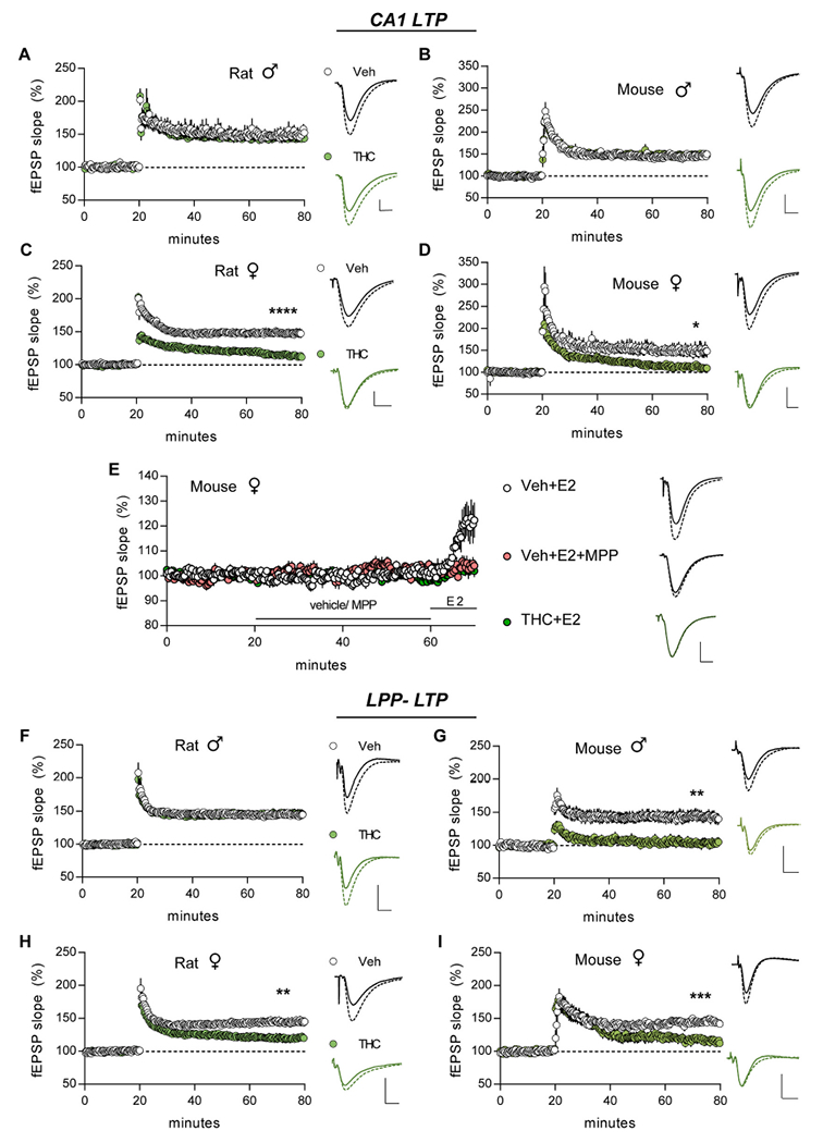 Adolescent THC impaired both S—C and LPP LTP with greatest effects in females. Potentiation was induced using a single train of near threshold TBS (5 bursts for mice; 10 bursts for rat) for S—C projections or 1 s of 100 Hz stimulation for the LPP. (A,B) In males, aTHC did not influence CA1-LTP in rats (A, p = 0.66, Veh N = 6 vs THC N = 7sliees/group) or mice (B, p = 0.70; N = 6/group). (C,D) In females, aTHC impaired S—C LTP in both rats (C, ****p < 0.0001, N = 13/group) and mice (D, *p = 0.01, N = 7/group). (E) In slices from Veh-treated female mice, infusion of estradiol (E2, 1 nM) increased the slopes of S—C fEPSPs and this effect was blocked in the presence of ERα antagonist MPP (3 μM) (One-way ANOVA: p = 0.004, F(2,21) = 7.03; Bonferroni post-hoc: *p < 0.05 Veh + E2 vs E2 + MPP, N = 7/group). E2 failed to increase response size in slices from aTHC-treated female mice (post-hoc: **p < 0.01 Veh E2 vs THC + E2, N = 10). (F,G) In males, LPP LTP was unaffected by aTHC in rats (F, p = 0.77, N = 7/group) but was absent after aTHC treatment in mice (G, **p = 0.002; Veh N = 8 vs THC N = 7). (H,I) In female rats and mice, aTHC severely impaired LPP LTP (H, Rat: **p = 0.006, Veh N = 12 vs THC N = 14; I, Mouse: ***p = 0.0004, Veh N = 6 vs THC N = 7). For all panels, superimposed representative traces at right show mean baseline (min 18–20) (solid) and post-induction (min 78–80) (dashed) responses. N denotes slices per group. Mean ± SEM values shown. Scale bars: 1 mV, 5 ms. LTP statistics were analyzed with 2-tail unpaired t-test. Raw values are reported in Suppl. Fig. 3.