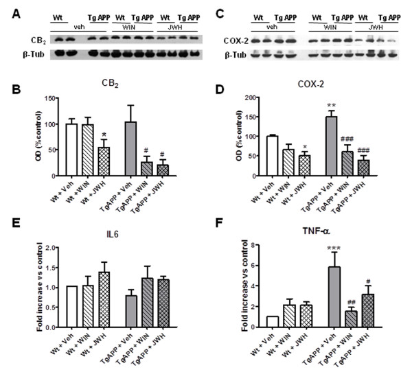 Cannabinoid oral treatment decreased inflammatory parameters of Tg APP mice. A, B: Cannabinoids decreased CB2 protein levels by Western blotting in Tg APP. C, D: Cannabinoids counteracted the increase in COX-2 protein levels by Western blotting. E: IL6 mRNA expression (qRT-PCR) was similar in all groups studied. F: Cannabinoids blocked the increased TNF-α mRNA expression (qRT-PCR) in Tg APP. Animals were treated with vehicle or cannabinoids (0.2 mg/kg) in the drinking water for 4 months, starting at 7 months of age. Results are mean ± SEM (n = 6-7 mice/group) *p < 0.05, ** p < 0.01 vs vehicle treated mice; #p < 0.05 vs wild type mice vehicle treated mice (ANOVA followed by Student's t test).