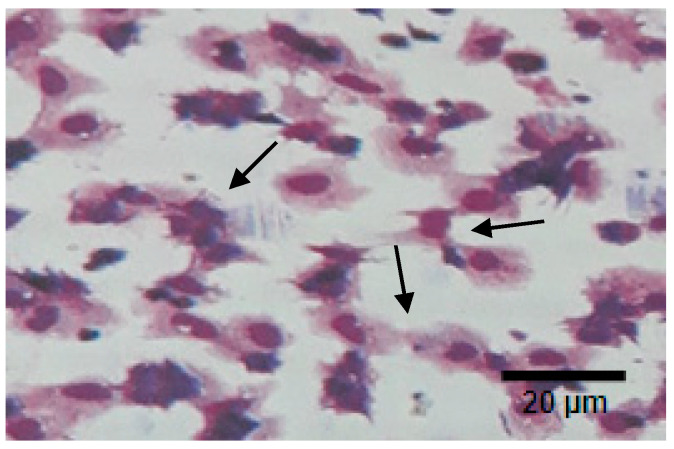 Phagocytic activity (PA) of hemocyte cells of vaname post 24 h. Vibrio harveyi bacterial infection. Arrows show the cells phagocyte yeast activity. Photo was taken under a light microscope (750 magnifications).
